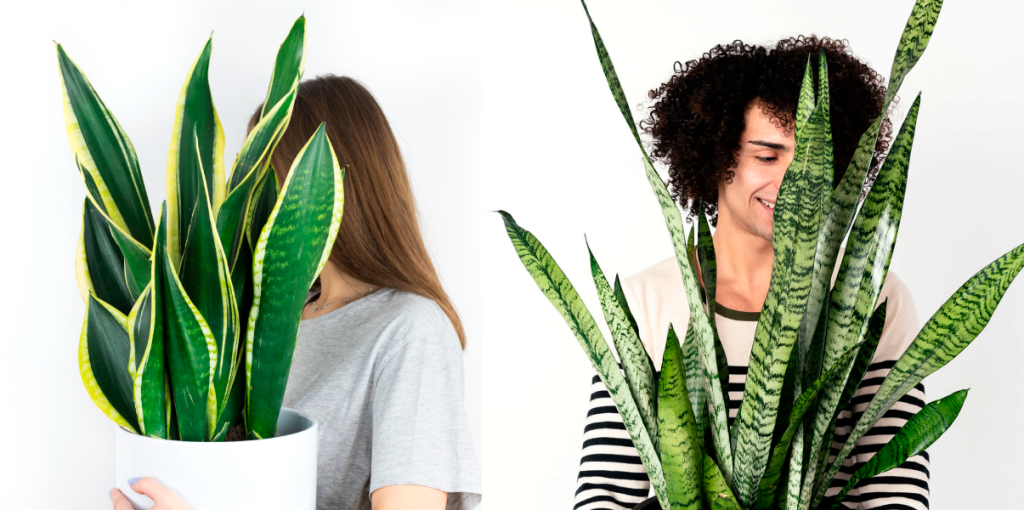 Sansevieria.png